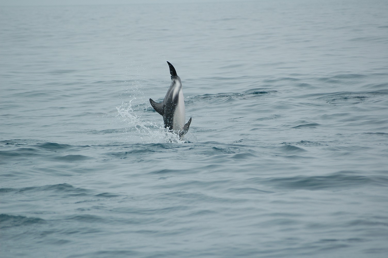 212   30 01   Kaikoura